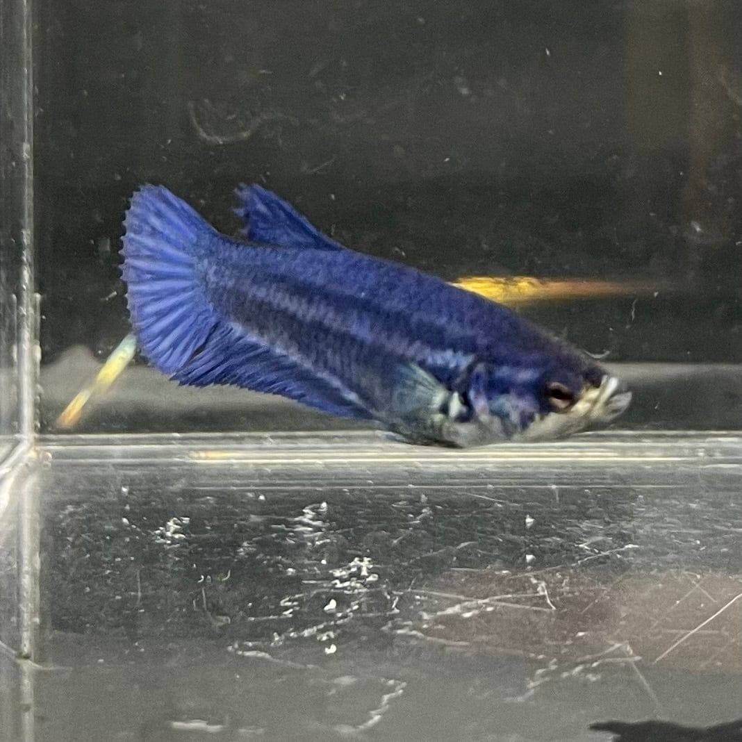 the-fish-farm Female Betta Female Betta - One Only - X Choose your own Female Betta at The Fish Farm Australia