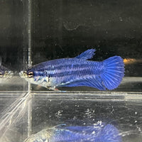 the-fish-farm Female Betta Female Betta - One Only - X Choose your own Female Betta at The Fish Farm Australia