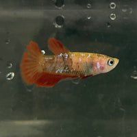 the-fish-farm Female Betta Female Betta - One Only - X Choose your own Female Betta at The Fish Farm Australia