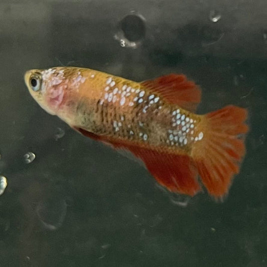 the-fish-farm Female Betta Female Betta - One Only - X Choose your own Female Betta at The Fish Farm Australia