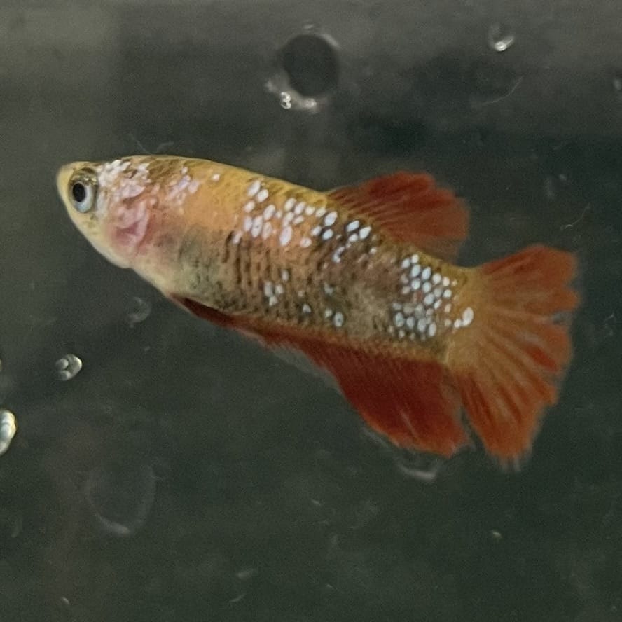 the-fish-farm Female Betta Female Betta - One Only - X Choose your own Female Betta at The Fish Farm Australia
