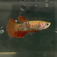 the-fish-farm Female Betta Female Betta - One Only - X Choose your own Female Betta at The Fish Farm Australia
