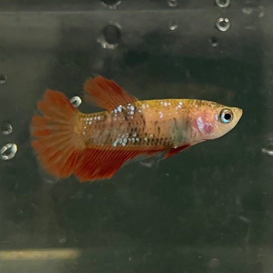 the-fish-farm Female Betta Female Betta - One Only - X Choose your own Female Betta at The Fish Farm Australia