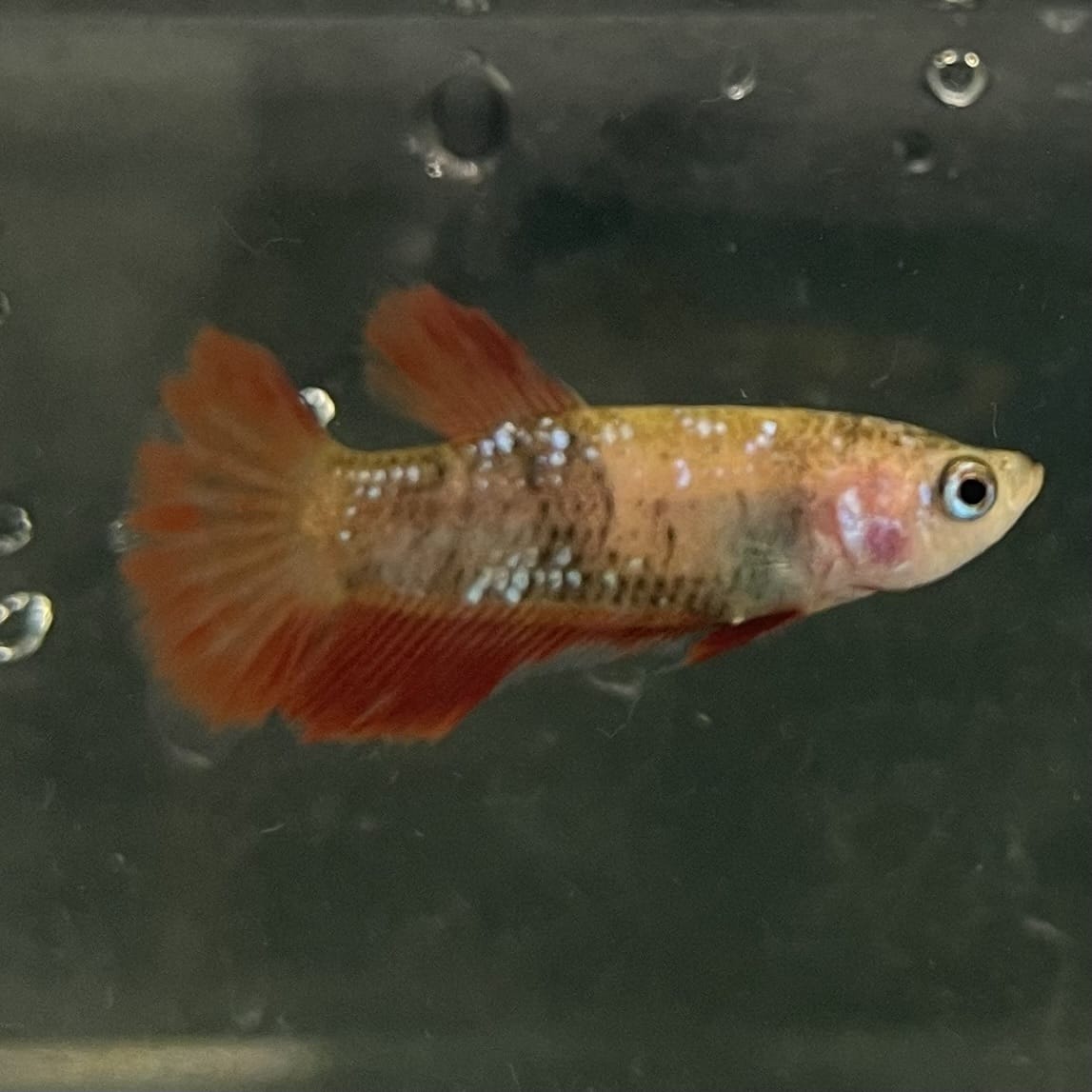 the-fish-farm Female Betta Female Betta - One Only - X Choose your own Female Betta at The Fish Farm Australia
