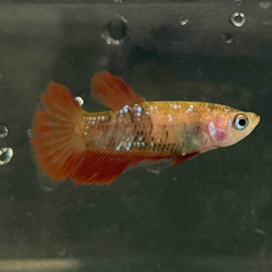 the-fish-farm Female Betta Female Betta - One Only - X Choose your own Female Betta at The Fish Farm Australia