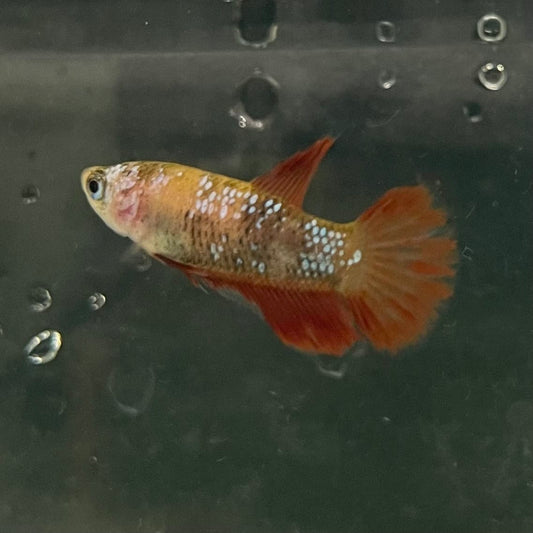 the-fish-farm Female Betta Female Betta - One Only - X Choose your own Female Betta at The Fish Farm Australia