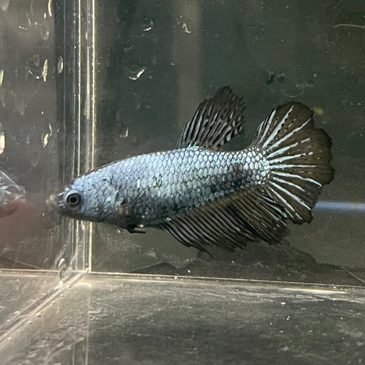 the-fish-farm Female Betta Female Betta - One Only - X Choose your own Female Betta at The Fish Farm Australia