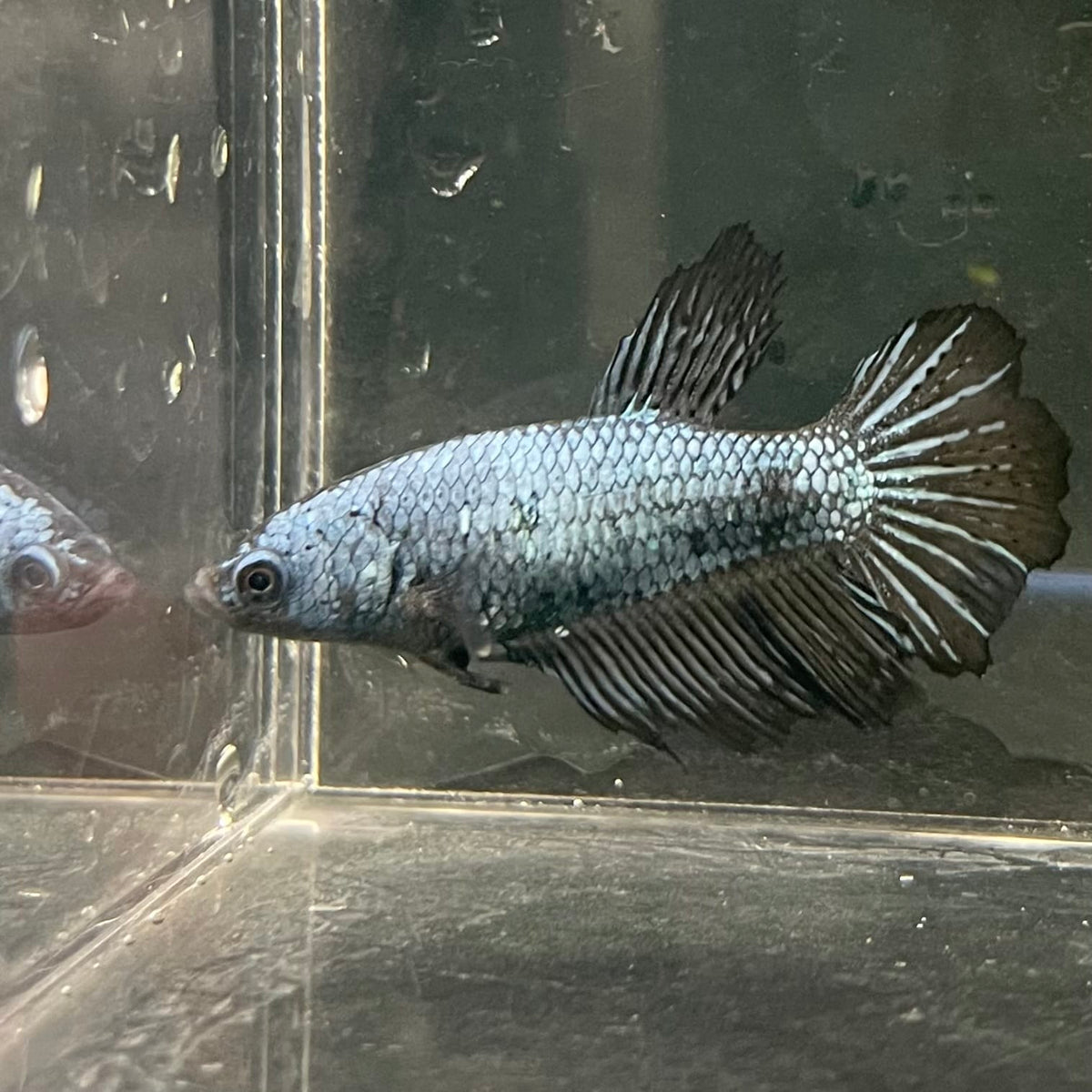 the-fish-farm Female Betta Female Betta - One Only - X Choose your own Female Betta at The Fish Farm Australia