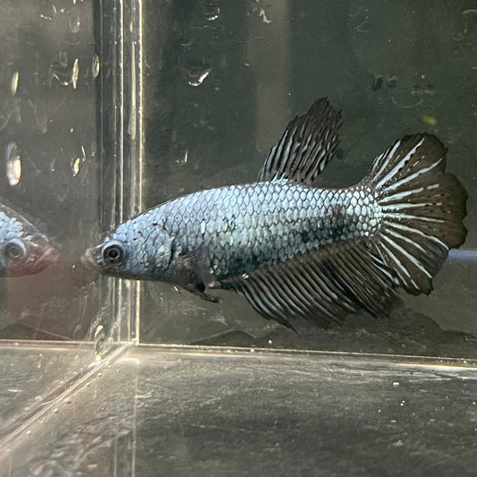 the-fish-farm Female Betta Female Betta - One Only - X Choose your own Female Betta at The Fish Farm Australia