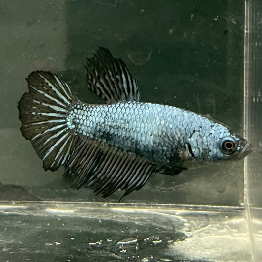 the-fish-farm Female Betta Female Betta - One Only - X Choose your own Female Betta at The Fish Farm Australia
