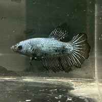 the-fish-farm Female Betta Female Betta - One Only - X Choose your own Female Betta at The Fish Farm Australia