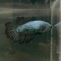 the-fish-farm Female Betta Female Betta - One Only - X Choose your own Female Betta at The Fish Farm Australia