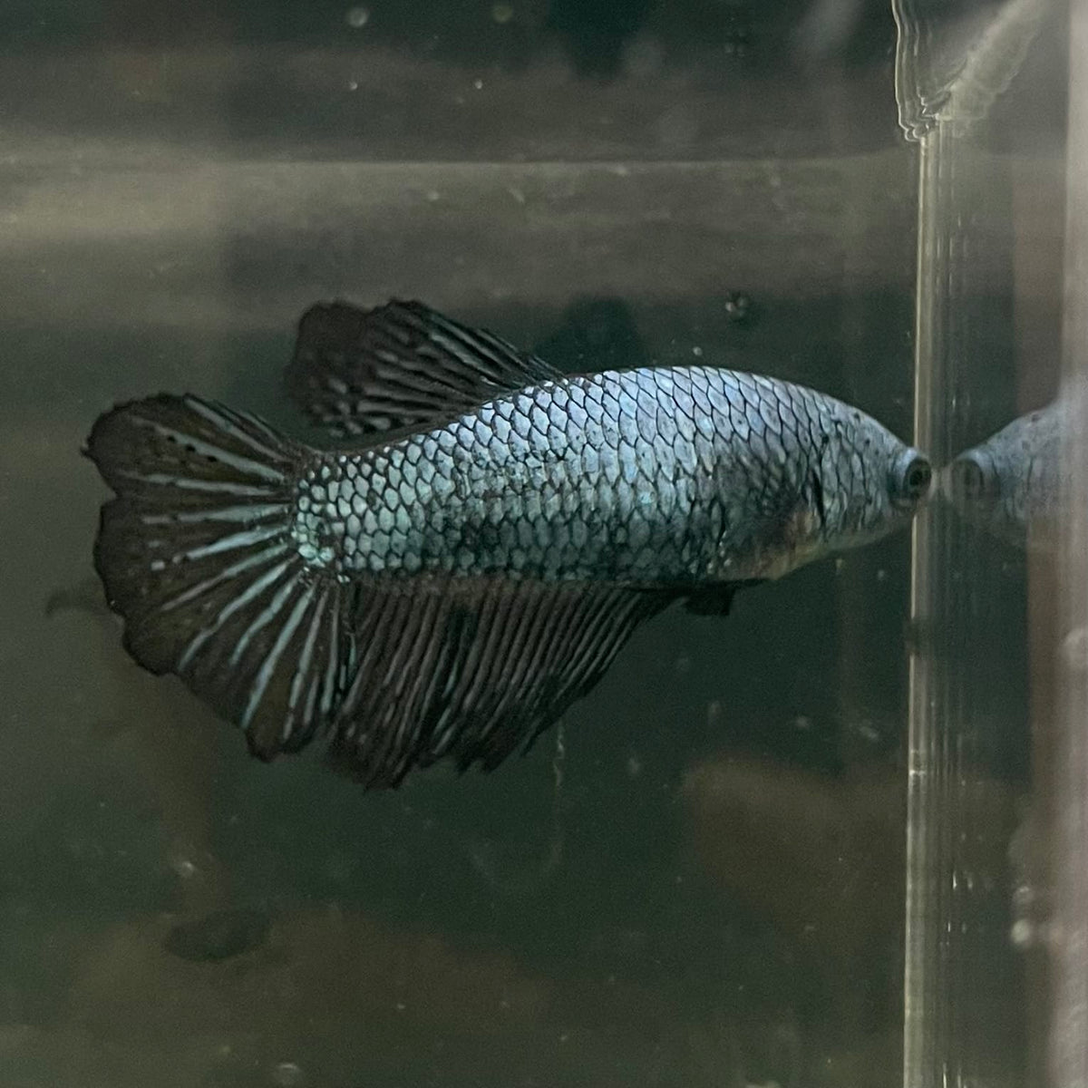 the-fish-farm Female Betta Female Betta - One Only - X Choose your own Female Betta at The Fish Farm Australia