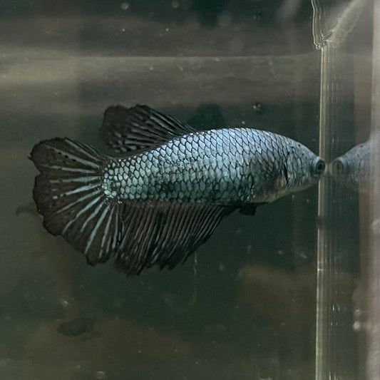 the-fish-farm Female Betta Female Betta - One Only - X Choose your own Female Betta at The Fish Farm Australia