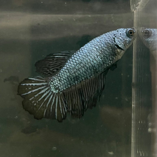 the-fish-farm Female Betta Female Betta - One Only - X Choose your own Female Betta at The Fish Farm Australia