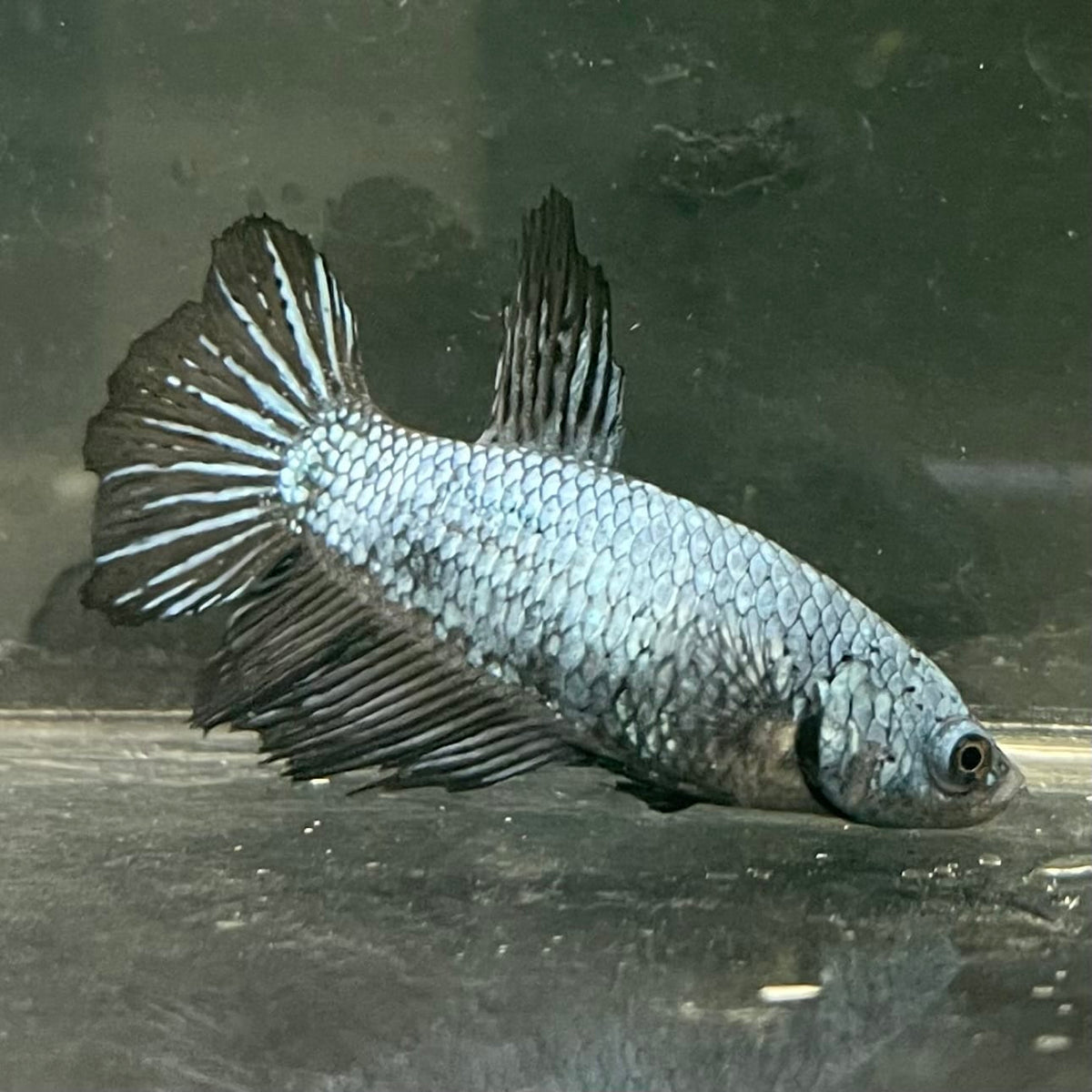 the-fish-farm Female Betta Female Betta - One Only - X Choose your own Female Betta at The Fish Farm Australia