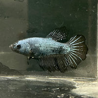 the-fish-farm Female Betta Female Betta - One Only - X Choose your own Female Betta at The Fish Farm Australia