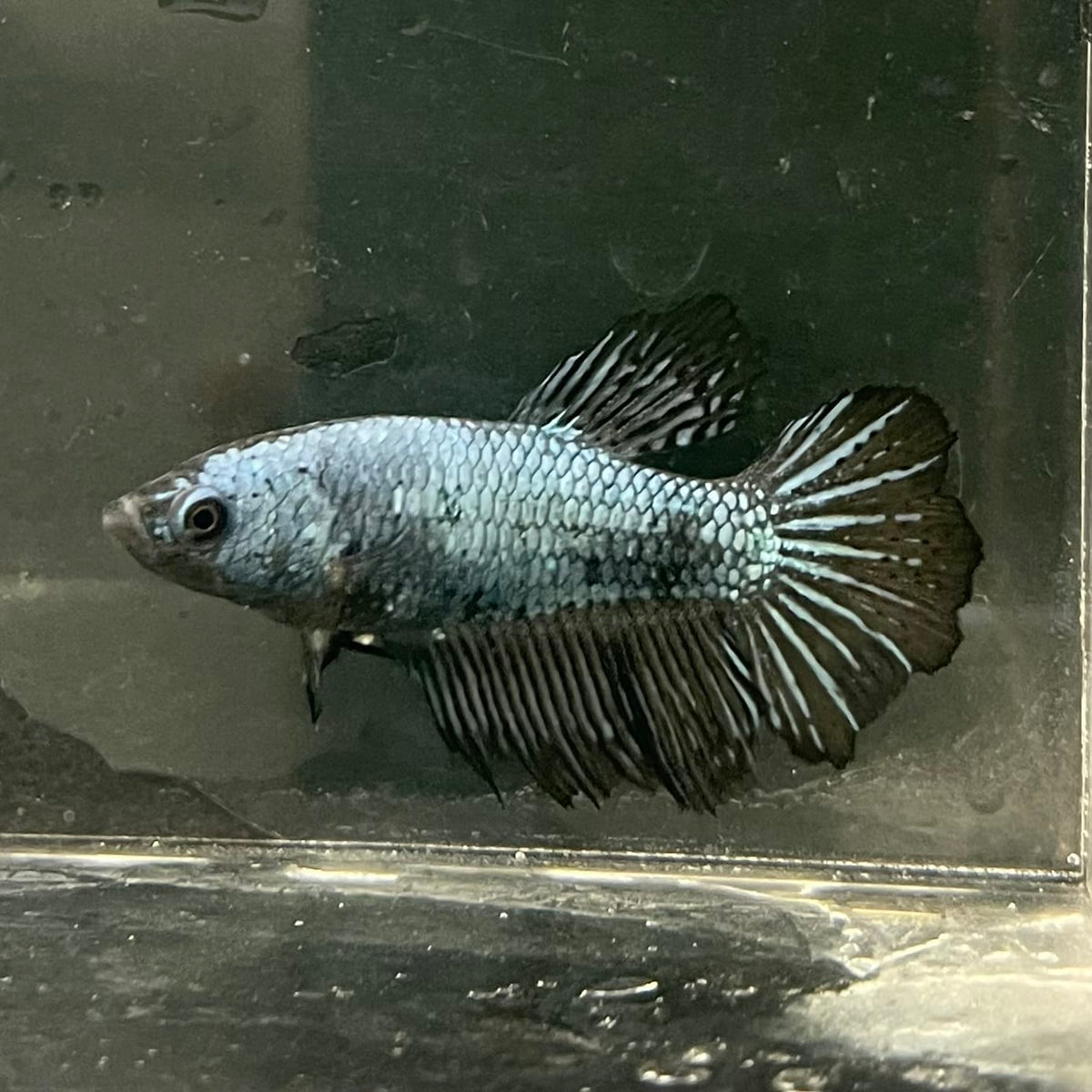 the-fish-farm Female Betta Female Betta - One Only - X Choose your own Female Betta at The Fish Farm Australia