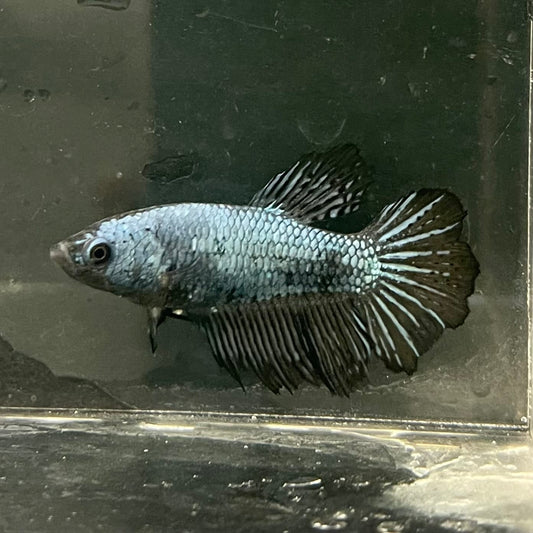 the-fish-farm Female Betta Female Betta - One Only - X Choose your own Female Betta at The Fish Farm Australia