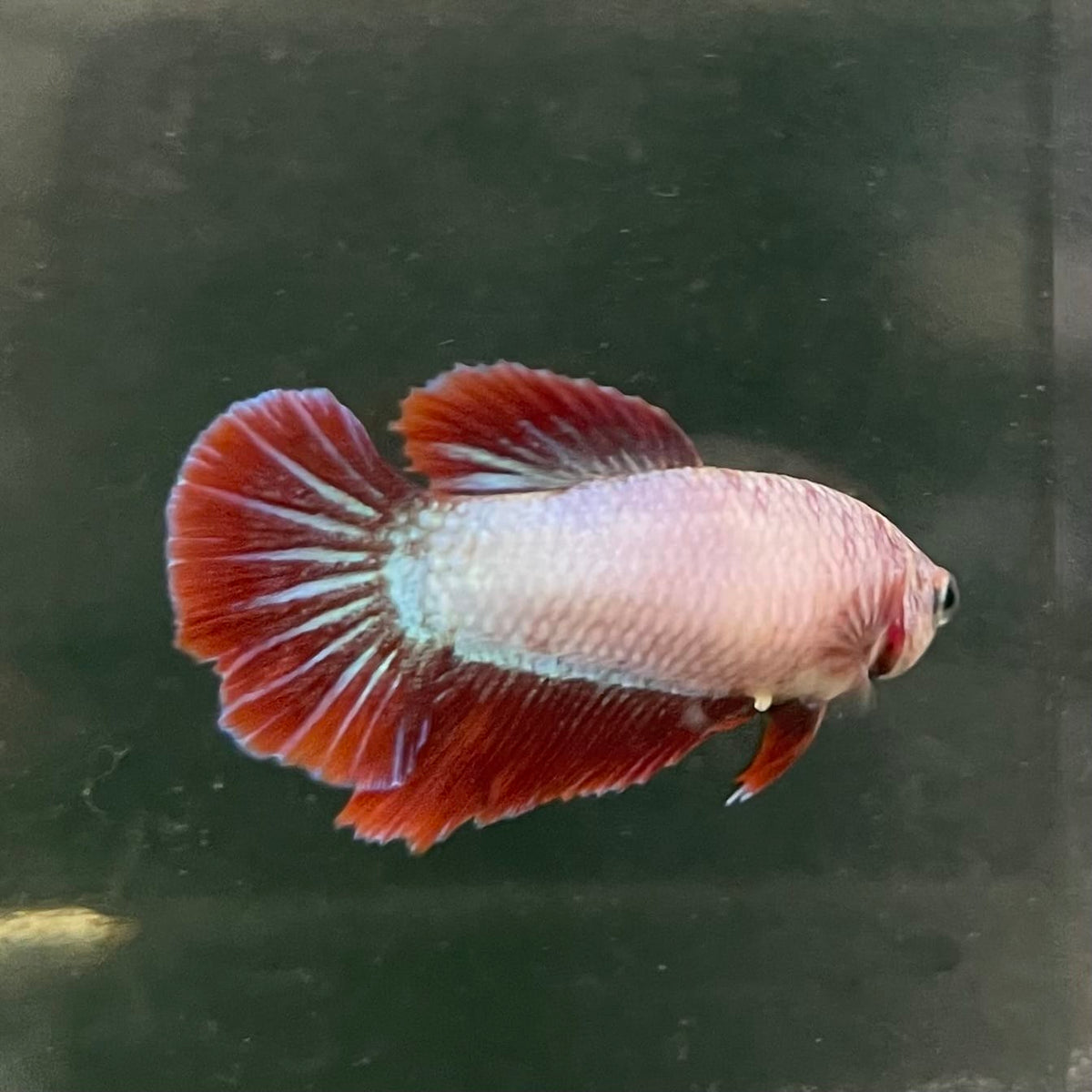the-fish-farm Female Betta Female Betta - One Only - X Choose your own Female Betta at The Fish Farm Australia
