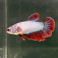 the-fish-farm Female Betta Female Betta - One Only - X Choose your own Female Betta at The Fish Farm Australia
