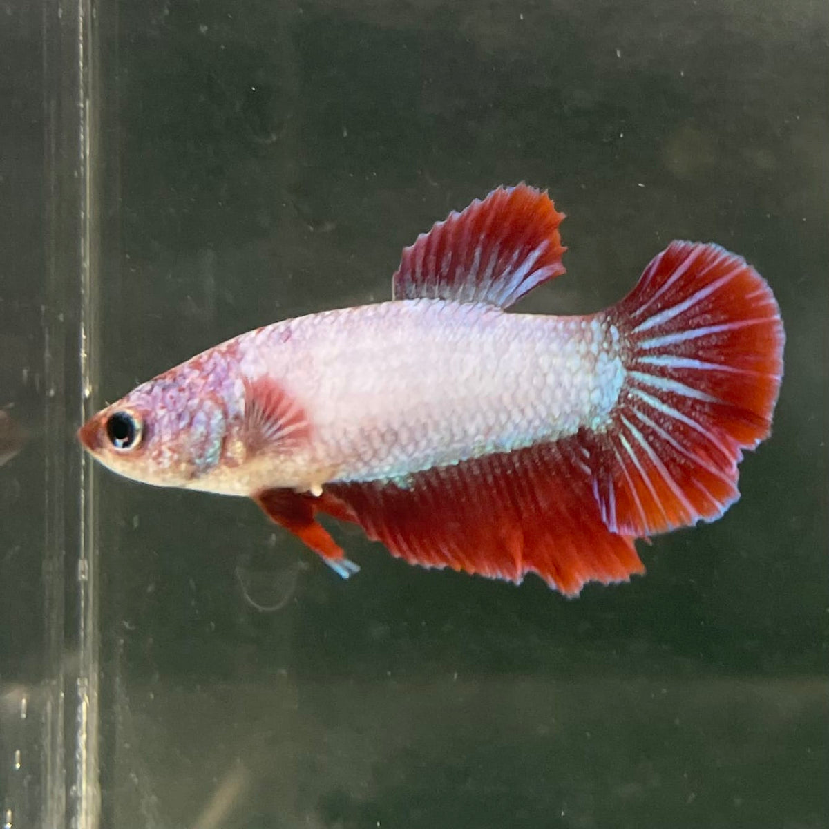 the-fish-farm Female Betta Female Betta - One Only - X Choose your own Female Betta at The Fish Farm Australia