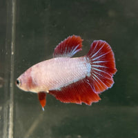 the-fish-farm Female Betta Female Betta - One Only - X Choose your own Female Betta at The Fish Farm Australia