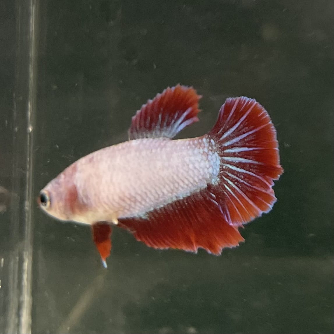 the-fish-farm Female Betta Female Betta - One Only - X Choose your own Female Betta at The Fish Farm Australia