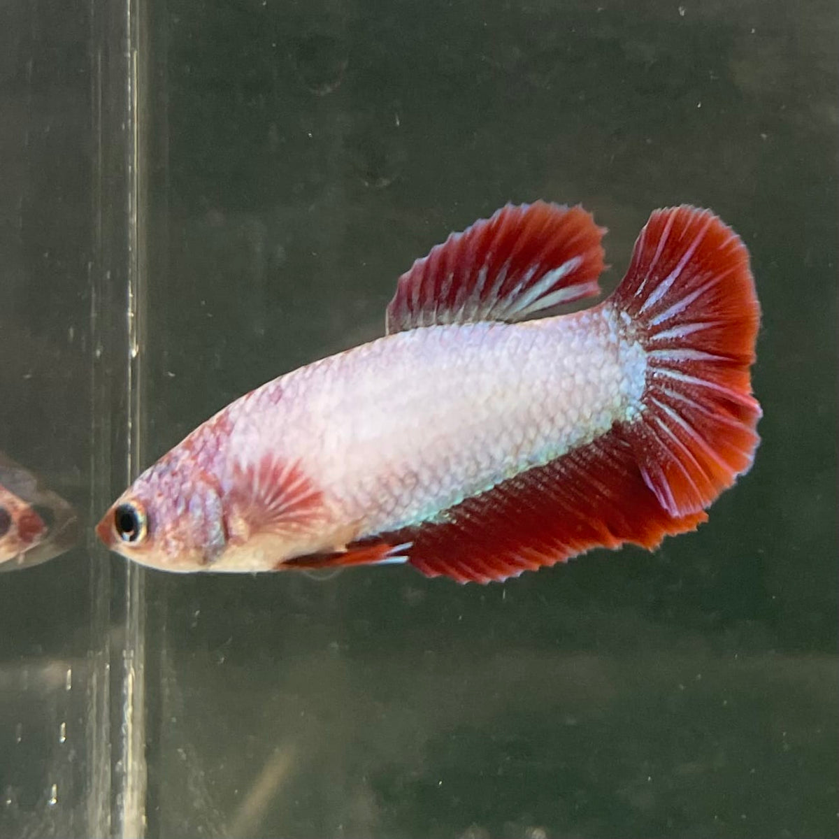 the-fish-farm Female Betta Female Betta - One Only - X Choose your own Female Betta at The Fish Farm Australia