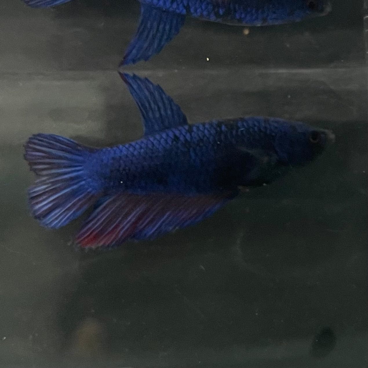 the-fish-farm Female Betta Female Betta - One Only - Y Choose your own Female Betta at The Fish Farm Australia