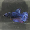 the-fish-farm Female Betta Female Betta - One Only - Y Choose your own Female Betta at The Fish Farm Australia