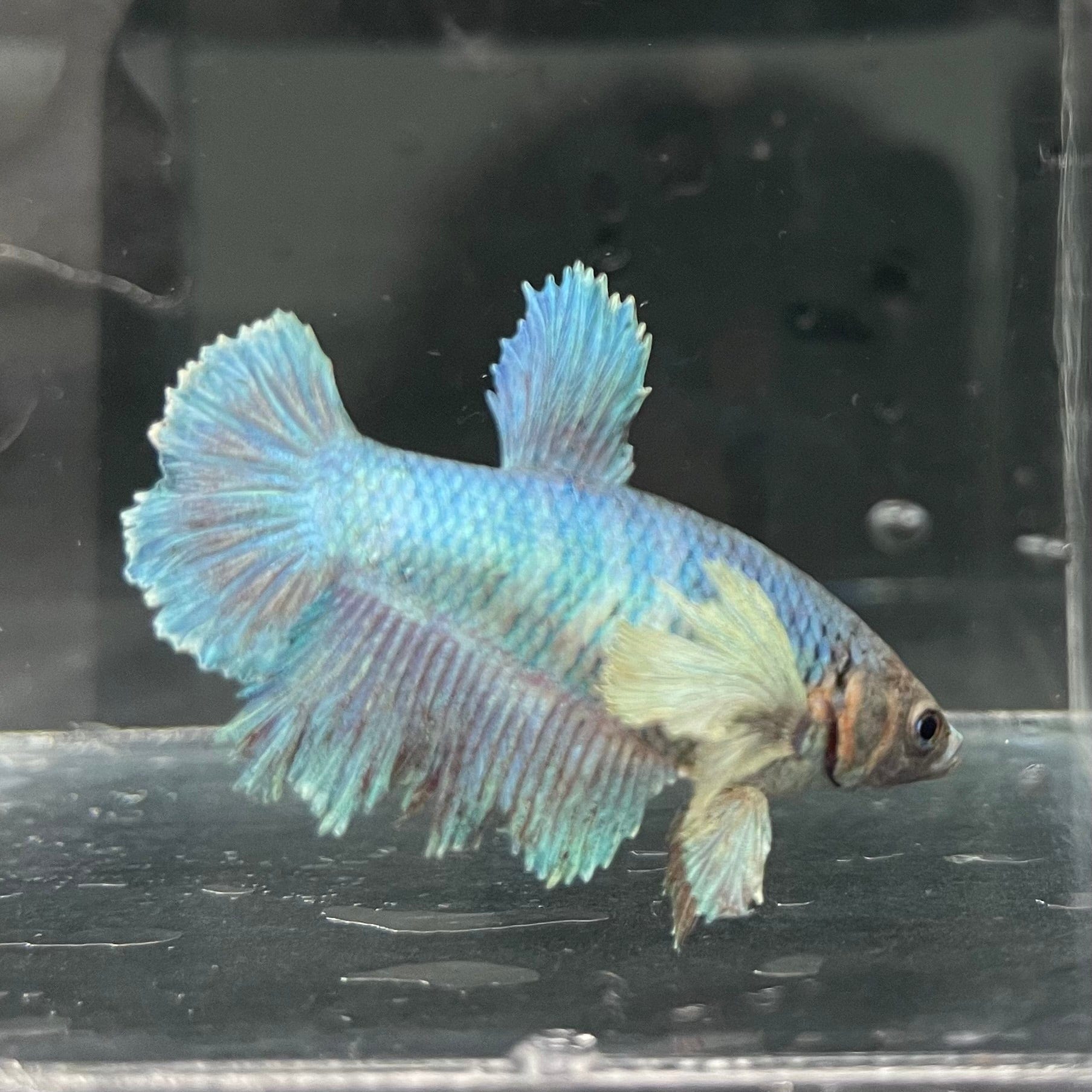 the-fish-farm Female Betta Female Betta - One Only - Y Choose your own Female Betta at The Fish Farm Australia
