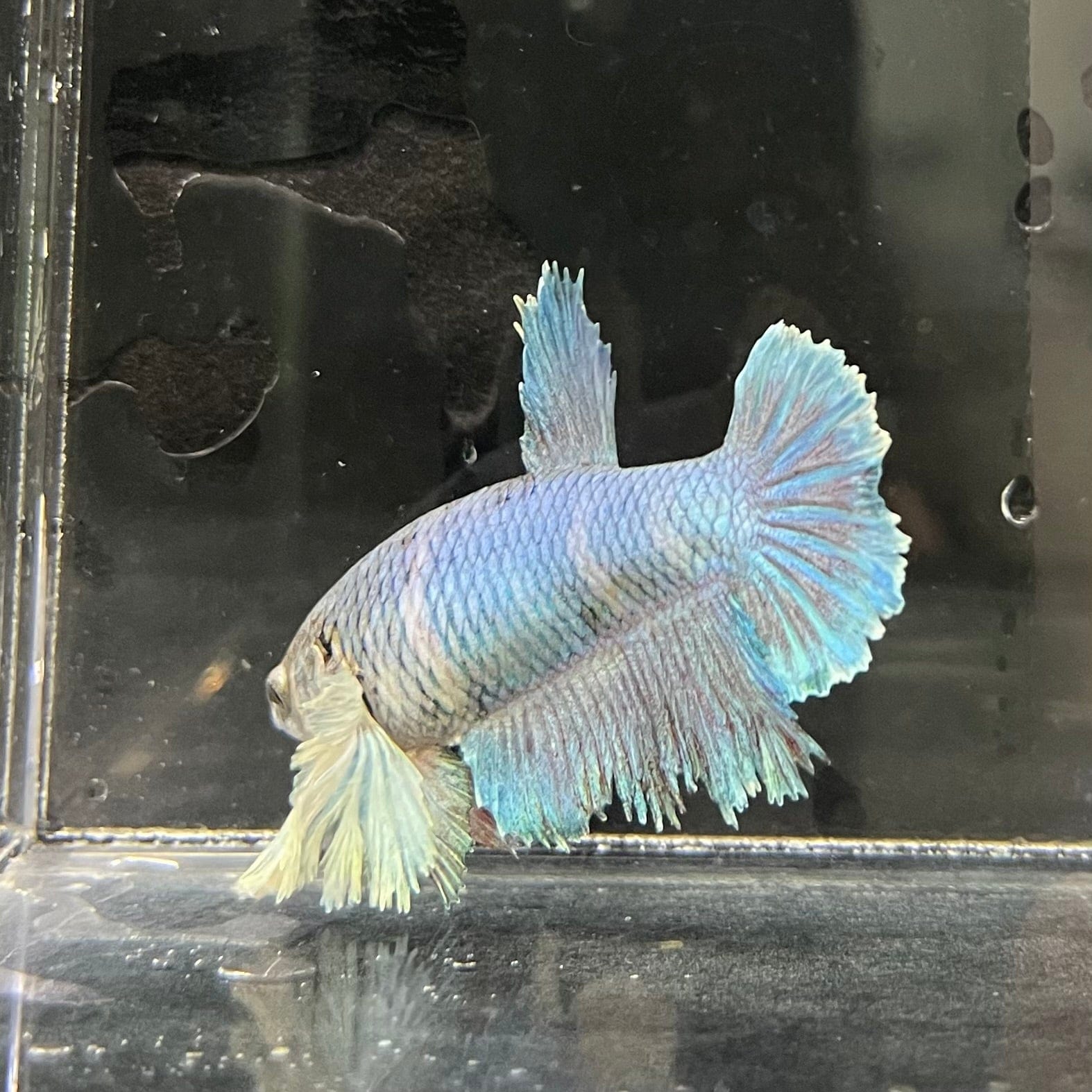 the-fish-farm Female Betta Female Betta - One Only - Y Choose your own Female Betta at The Fish Farm Australia