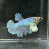 the-fish-farm Female Betta Female Betta - One Only - Y Choose your own Female Betta at The Fish Farm Australia
