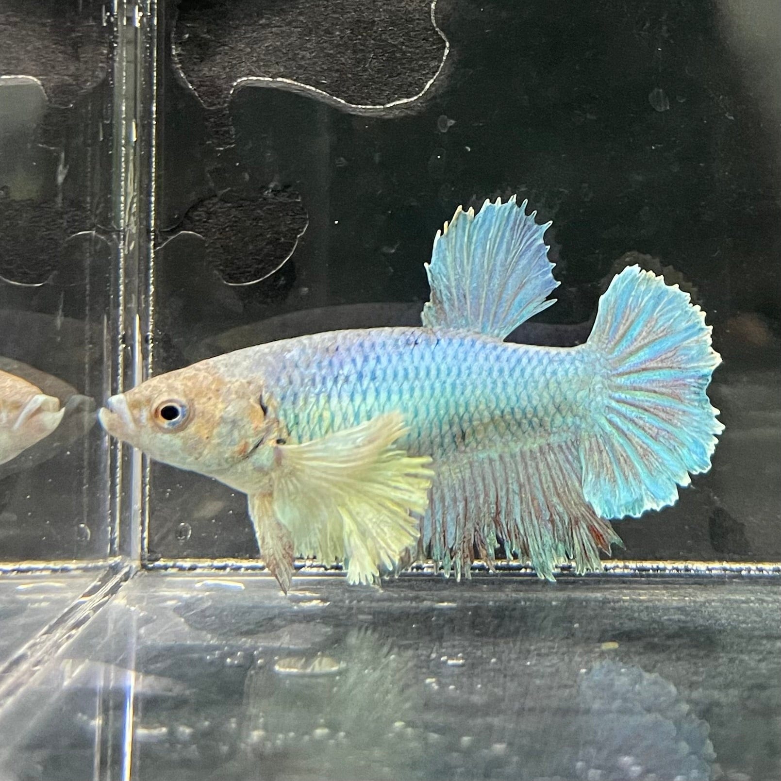 the-fish-farm Female Betta Female Betta - One Only - Y Choose your own Female Betta at The Fish Farm Australia