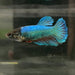 the-fish-farm Female Betta Female Betta - One Only - Y Choose your own Female Betta at The Fish Farm Australia