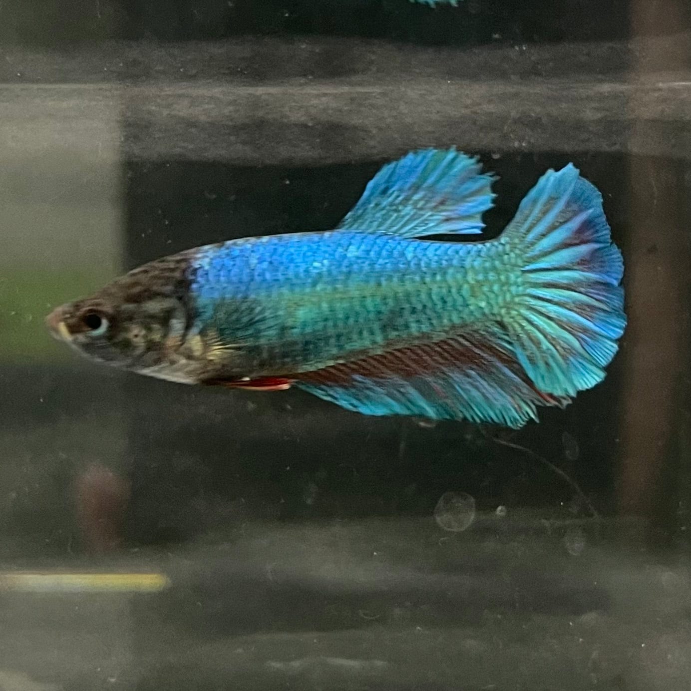 the-fish-farm Female Betta Female Betta - One Only - Y Choose your own Female Betta at The Fish Farm Australia