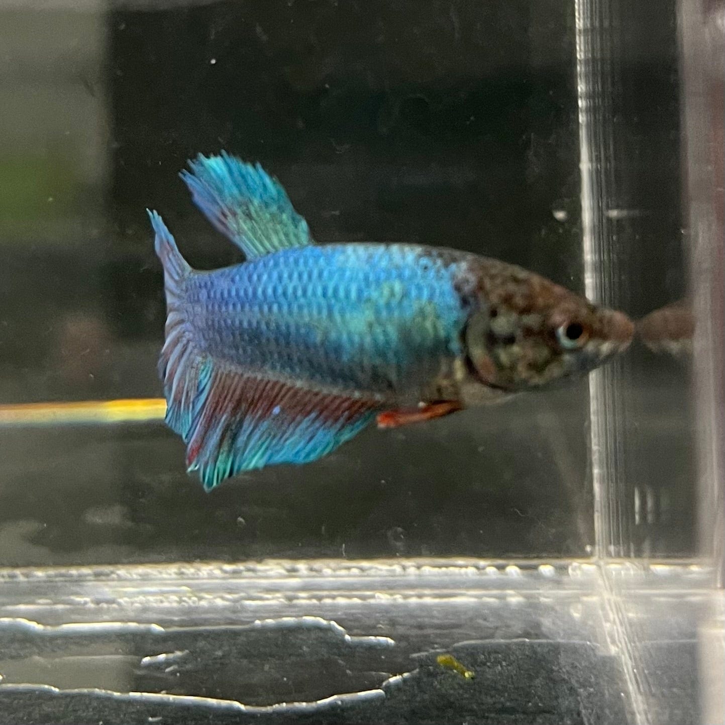 the-fish-farm Female Betta Female Betta - One Only - Y Choose your own Female Betta at The Fish Farm Australia