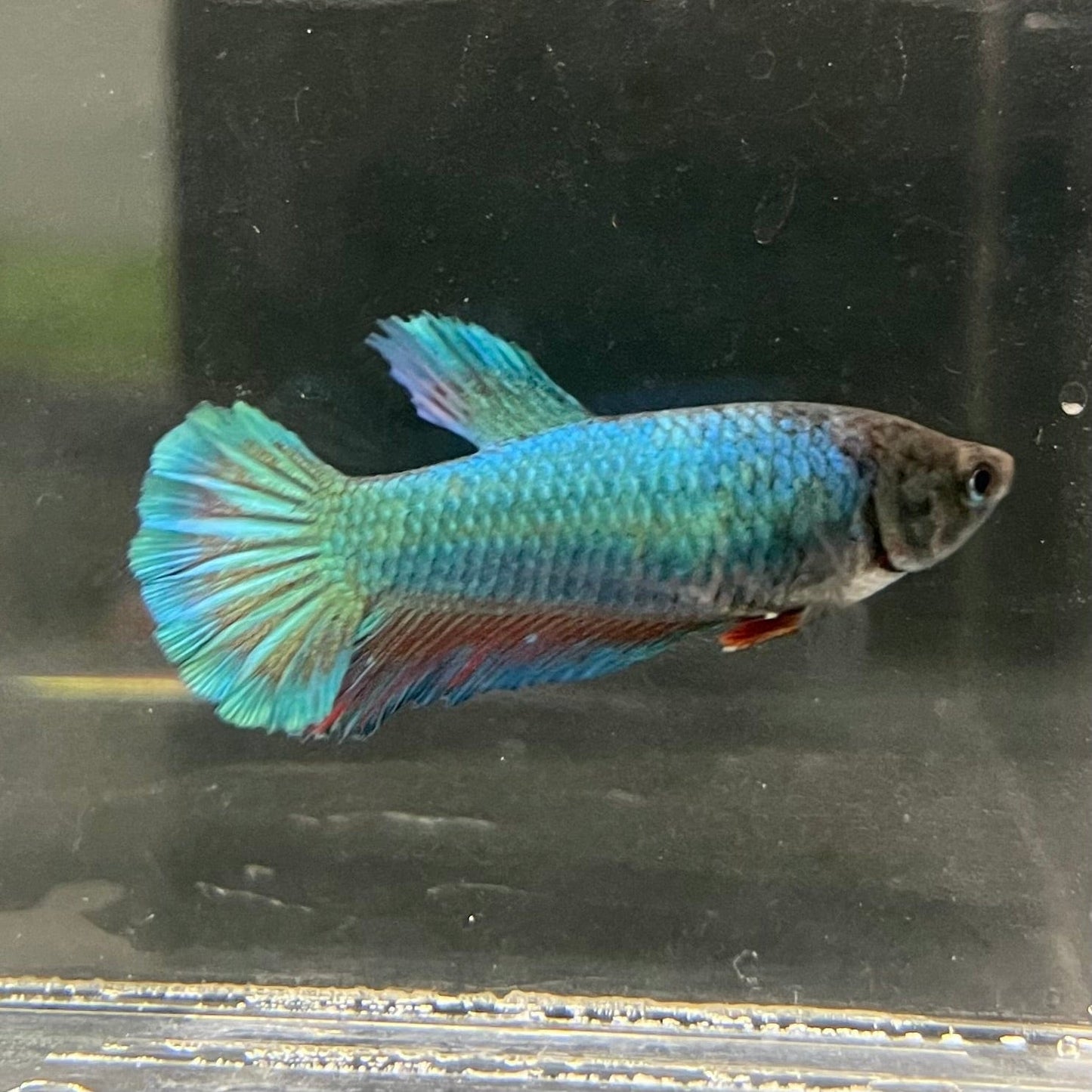 the-fish-farm Female Betta Female Betta - One Only - Y Choose your own Female Betta at The Fish Farm Australia