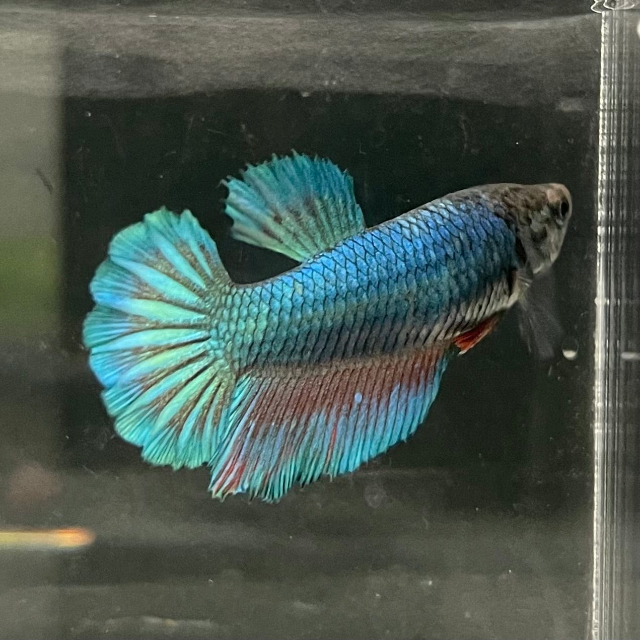 the-fish-farm Female Betta Female Betta - One Only - Y Choose your own Female Betta at The Fish Farm Australia