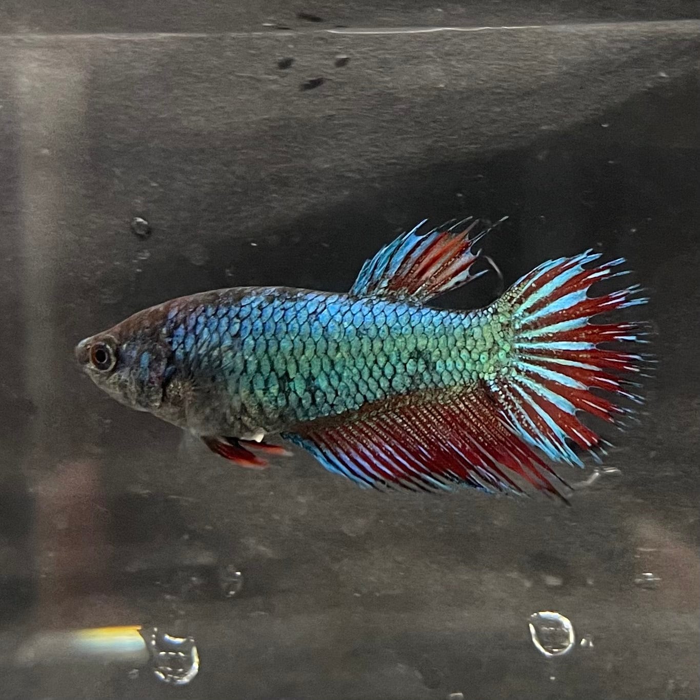 the-fish-farm Female Betta Female Betta - One Only - Y Choose your own Female Betta at The Fish Farm Australia