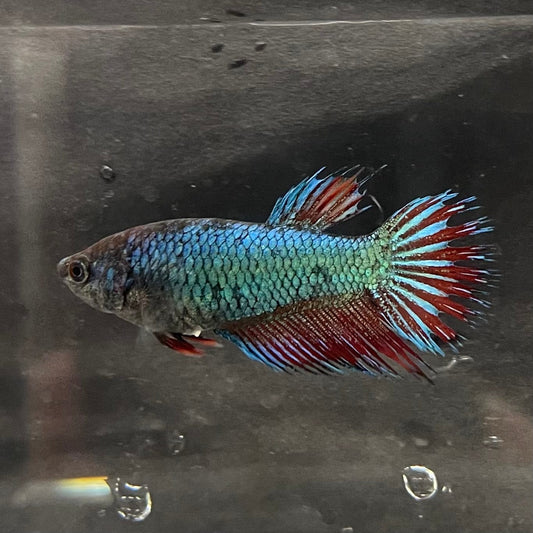the-fish-farm Female Betta Female Betta - One Only - Y Choose your own Female Betta at The Fish Farm Australia