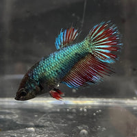 the-fish-farm Female Betta Female Betta - One Only - Y Choose your own Female Betta at The Fish Farm Australia