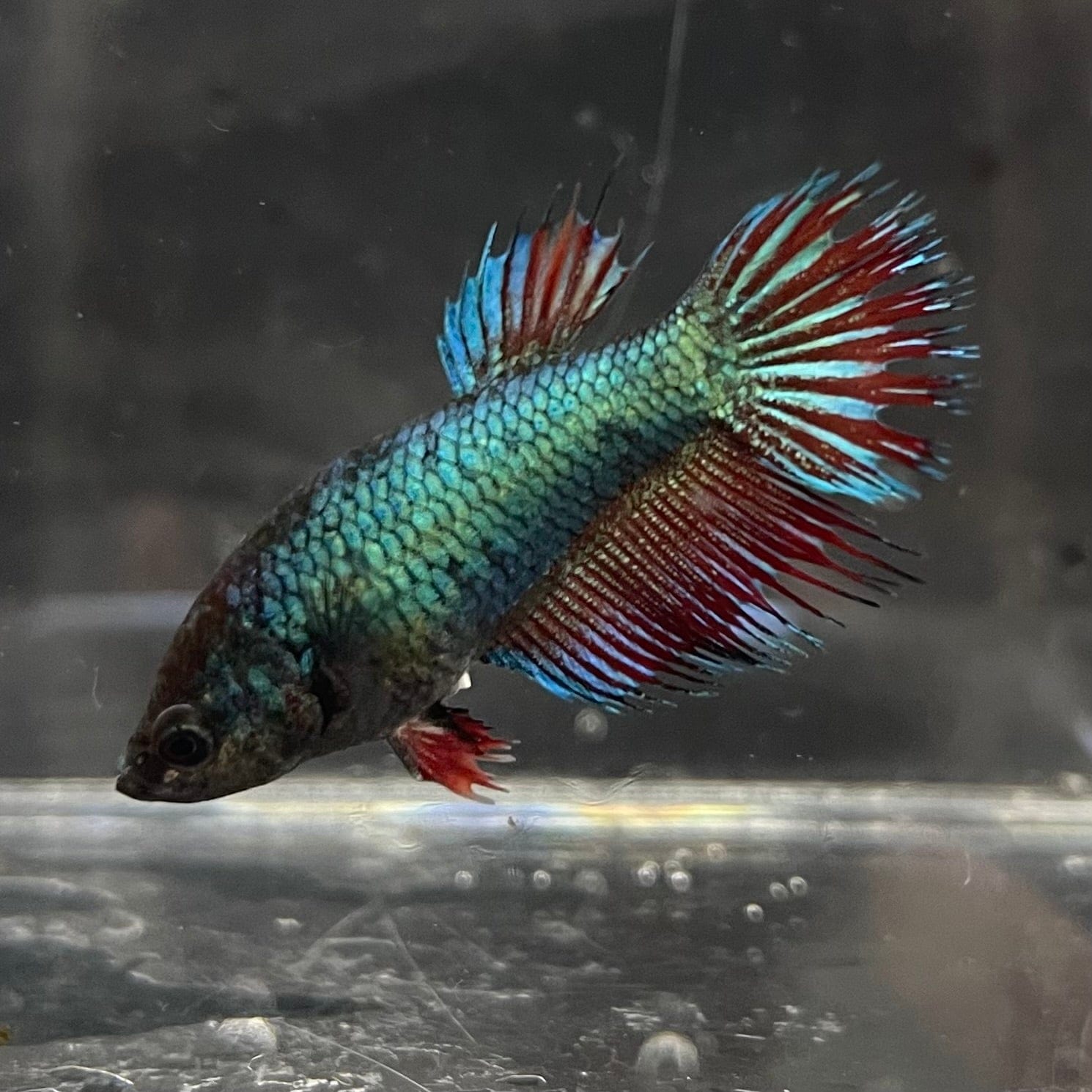 the-fish-farm Female Betta Female Betta - One Only - Y Choose your own Female Betta at The Fish Farm Australia