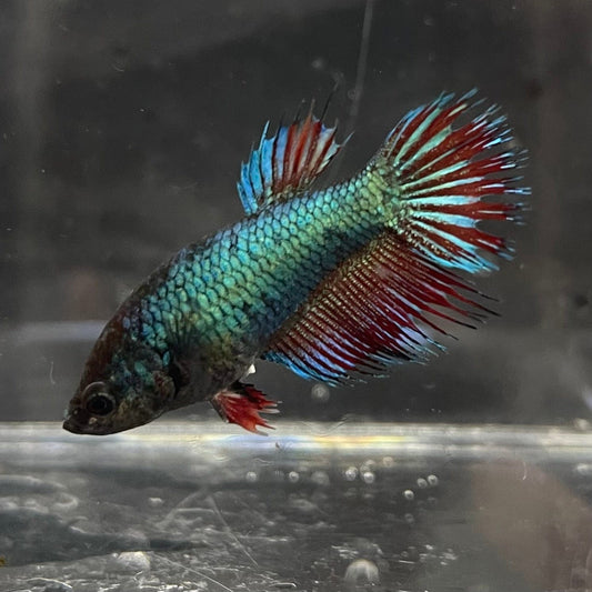 the-fish-farm Female Betta Female Betta - One Only - Y Choose your own Female Betta at The Fish Farm Australia
