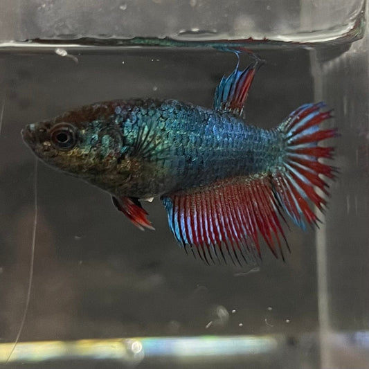 the-fish-farm Female Betta Female Betta - One Only - Y Choose your own Female Betta at The Fish Farm Australia