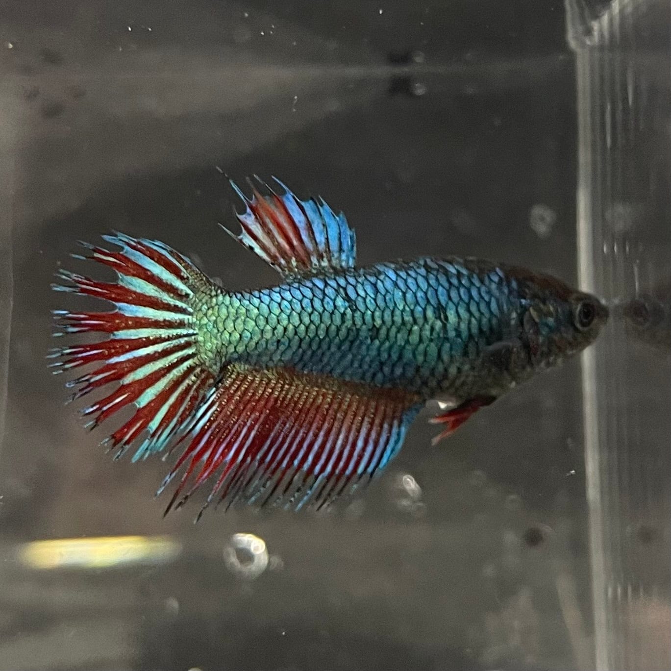 the-fish-farm Female Betta Female Betta - One Only - Y Choose your own Female Betta at The Fish Farm Australia