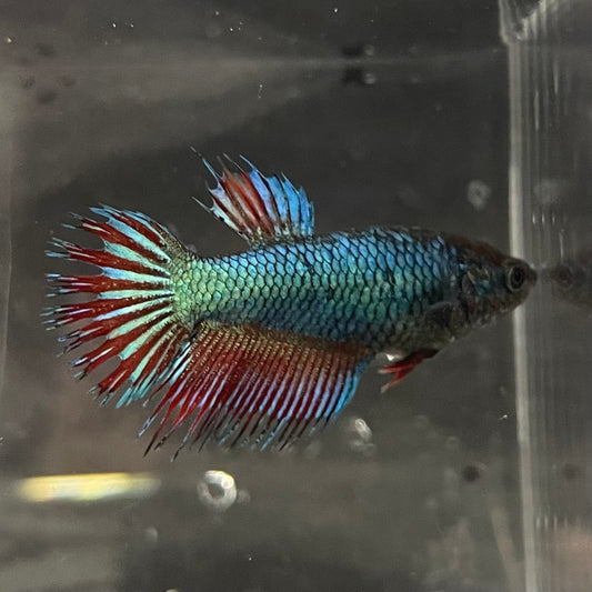 the-fish-farm Female Betta Female Betta - One Only - Y Choose your own Female Betta at The Fish Farm Australia