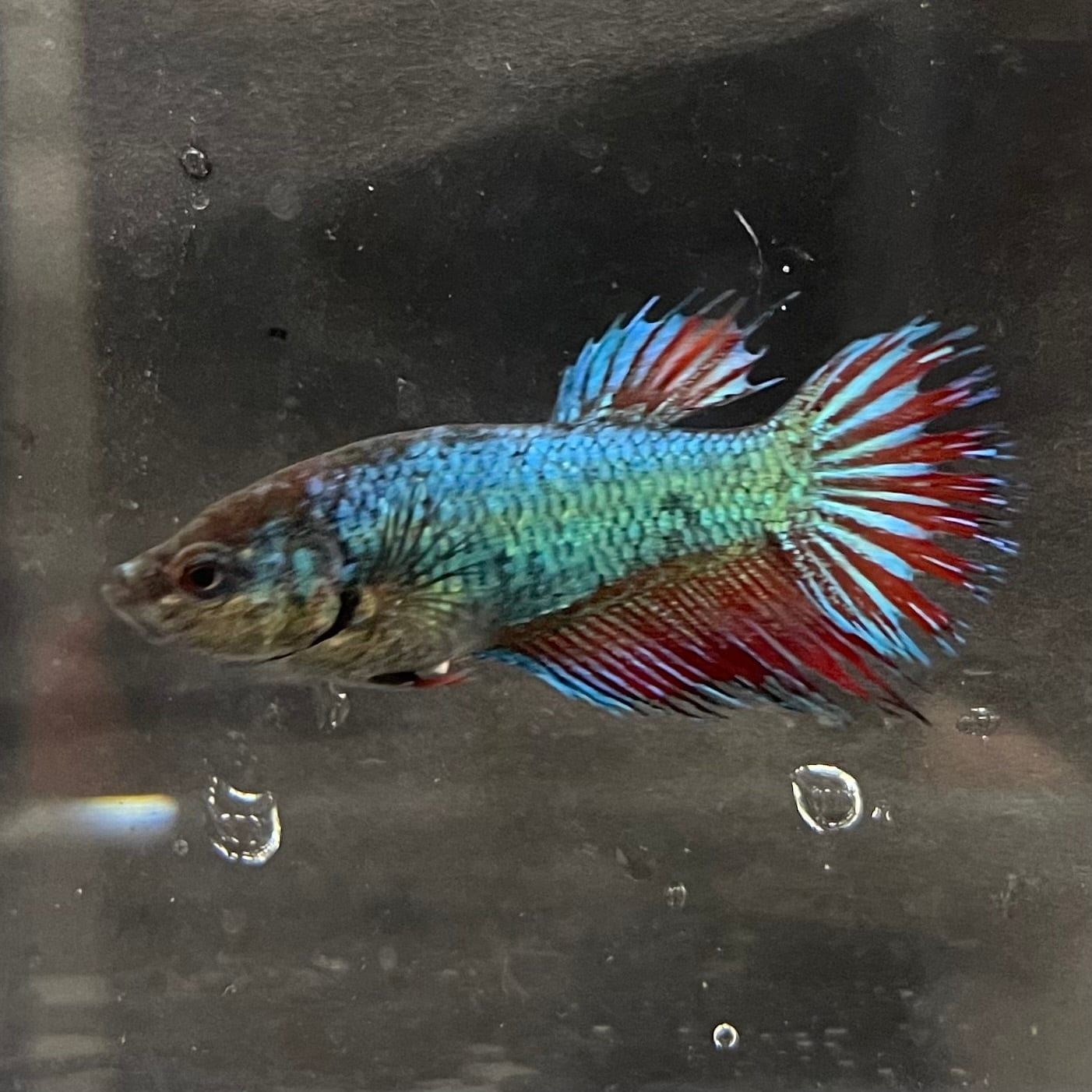the-fish-farm Female Betta Female Betta - One Only - Y Choose your own Female Betta at The Fish Farm Australia