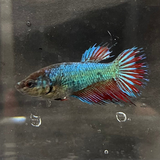 the-fish-farm Female Betta Female Betta - One Only - Y Choose your own Female Betta at The Fish Farm Australia